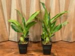 Lycaste Lemon Twist (tricolor x macrophylla) (3.5” pot) - Image 2