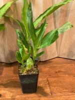 Lycaste Lemon Twist (tricolor x macrophylla) (3.5” pot) - Image 5