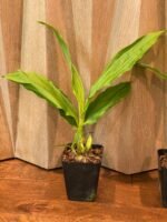 Lycaste Lemon Twist (tricolor x macrophylla) (3.5” pot) - Image 6