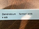 Dendrobium farmeri x sib (pink) (3.5” pot) - Image 4