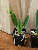 In Buds - Brassavola nodosa 4N x sib 4N (Night Fragrance, 3.5" pot) - Image 4