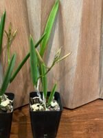 In Buds - Brassavola nodosa 4N x sib 4N (Night Fragrance, 3.5" pot) - Image 6