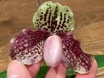 Paph. henryanum (Bengal Tiger x Jumbo) x leucochilum ‘Red’ (2-3 Growths - 2” pot) - Image 2