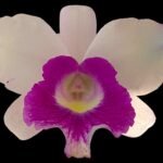 In Buds - Lc. Aiea Lorraine ‘Paradise’ (Lc. Ann Morning x Lc. Robert Strait) (3.5” pot)