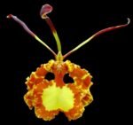 Oncidium/Psychopsis Mendenhall ‘Hildos’ (3.5” pot)