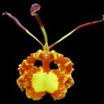 Oncidium/Psychopsis Mendenhall ‘Hildos’ (3.5” pot)