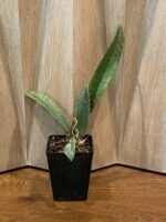 Oncidium/Psychopsis Mendenhall ‘Hildos’ (3.5” pot) - Image 2