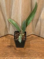 Oncidium/Psychopsis Mendenhall ‘Hildos’ (3.5” pot) - Image 3