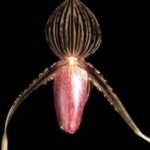 Paph. Wayne Booth ‘Chocolate Flush’ x rothschildianum ‘Black Bird’ (4.5” pot)