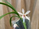 In Bloom - Phalaenopsis japonica × Holcoglossum wangii (3” pot) - Image 4