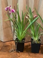 IN SPIKE - Miltoniopsis Morris Chestnut 'H171’ (3.5" pot) - Image 4