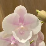 Phalaenopsis Large Pink Dream Bubble Big Lip 2 Spikes (4.5" pot)