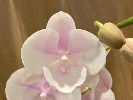 Phalaenopsis Large Pink Dream Bubble Big Lip 2 Spikes (4.5" pot)