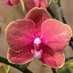Phalaenopsis Orange 2 Plants per pot 2 Spikes (4.5" pot)