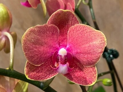 Phalaenopsis Orange 2 Plants per pot 2 Spikes (4.5" pot)