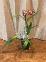 In Bloom/Spike - (Blc. Waianae Leopard x Ctna. Why Not) ‘Orange’ (3.5” pot) - Image 3