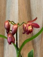 In Bloom/Spike - (Blc. Waianae Leopard x Ctna. Why Not) ‘Orange’ (3.5” pot) - Image 4