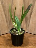 In Sheath - Rlc. Mori Akatsuka 'Kira' (5" pot) - Image 2