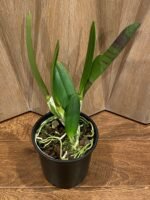 In Sheath - Rlc. Mori Akatsuka 'Kira' (5" pot) - Image 3