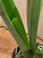 In Sheath - Rlc. Mori Akatsuka 'Kira' (5" pot) - Image 5