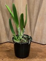 Rlc. Mori Akatsuka 'Kira' (5" pot) - Image 2