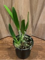 Rlc. Mori Akatsuka 'Kira' (5" pot) - Image 3