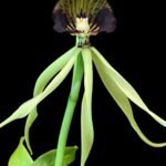 Prosthechea cochleata (3.5” pot)