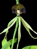 Prosthechea cochleata (3.5” pot)