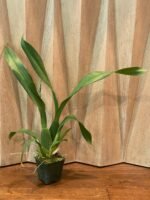 IN SPIKE - Alcra. Pacific Nova ‘Okika’ (3.5” pot) - Image 5