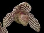 Paphiopedilum Mark Hasegawa (3.5” pot)