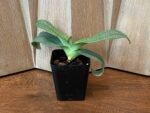 Paphiopedilum Mark Hasegawa (3.5” pot) - Image 2