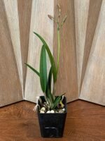 In Bud - Blc. Copper Queen (Bl. Richard Mueller x Blc. Toshia Aoki) (3.5" pot) - Image 2