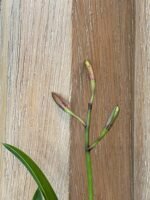 In Bud - Blc. Copper Queen (Bl. Richard Mueller x Blc. Toshia Aoki) (3.5" pot) - Image 4