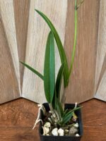 In Bud - Blc. Copper Queen (Bl. Richard Mueller x Blc. Toshia Aoki) (3.5" pot) - Image 5