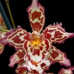 TRIPLE  SPIKES - Wilsonara Joe Vanilla ‘First Out’ (3.5” pot)