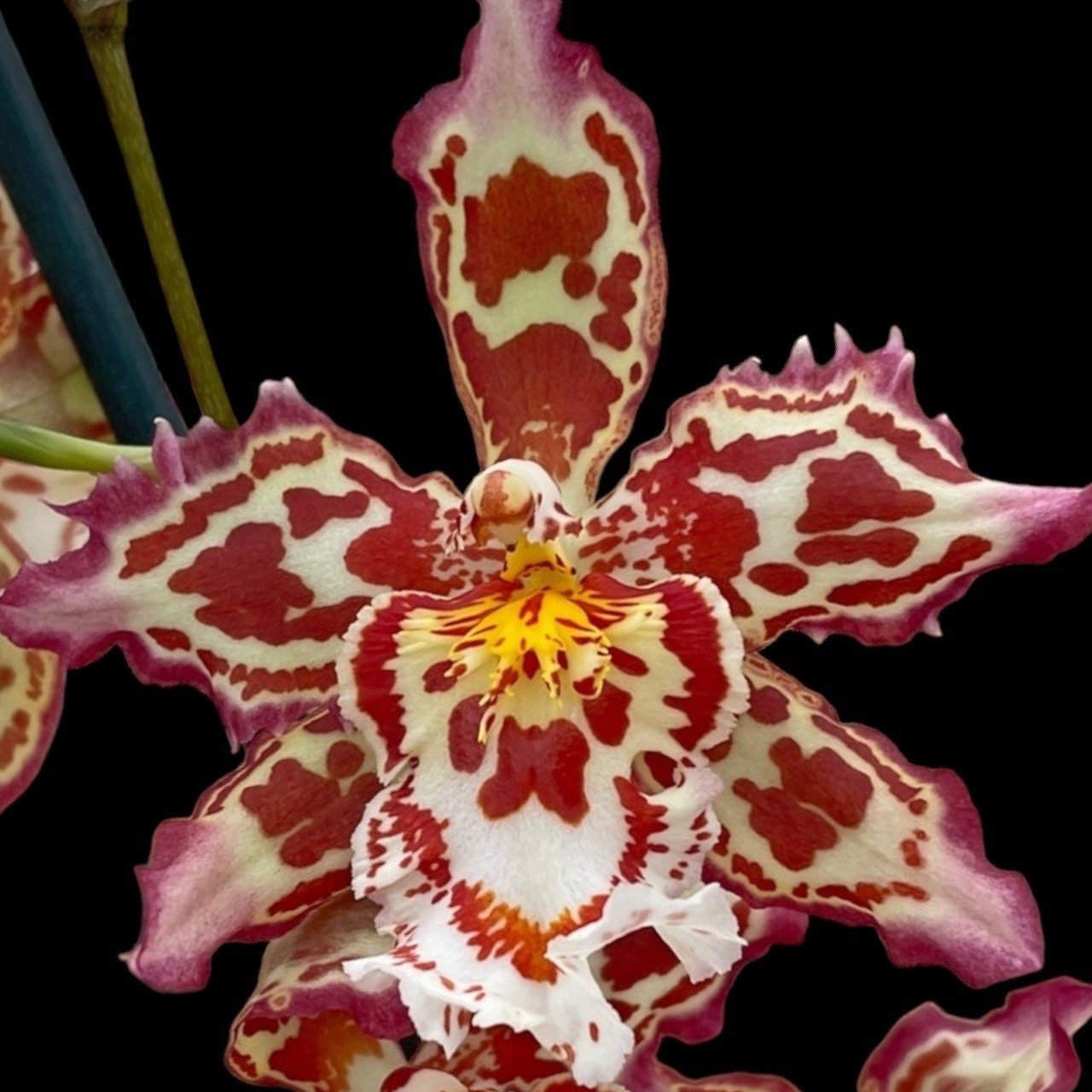 il_fullxfull.5051170432_pg31.jpg TRIPLE SPIKES - Wilsonara Joe Vanilla ‘First Out’ (3.5” pot) - Image 1