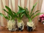 HUGE & In Bud - Grammatophyllum (Tiger Paw x scriptum ‘Citrinum) x scriptum ‘Citrinum’ (5” pot) - Image 5
