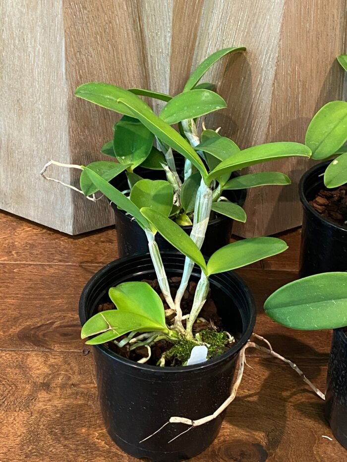 Cattleya violacea semi-alba x sib (5” Pot) - Image 4