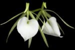 In Buds - Brassavola nodosa 4N x sib 4N (Night Fragrance, 3.5" pot)
