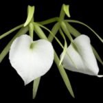 In Buds - Brassavola nodosa 4N x sib 4N (Night Fragrance, 3.5" pot)