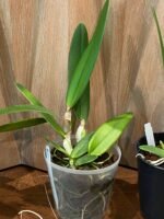 Cattleya eldorado ‘M. Ito’ (5” pot) - Image 6