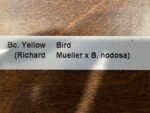IN SPIKE Bc. Yellow Bird (Richard Mueller × B. nodosa) (3” basket) - Image 5