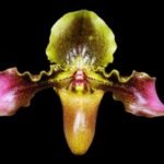 Paphiopedilum hirsutissimum var. esquirolei (‘Windy Hill’s Monster’ AM/AOS x self) (2” pot)