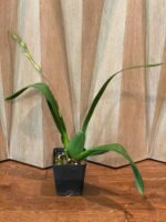 IN SPIKE - Vuylstekeara (Miltonidium) Carnivale ‘Okika’ (3.5” pot) - Image 6