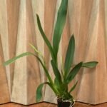 DOUBLE SPIKES - Oncidium Lost Tag (3.5” pot)