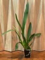 DOUBLE SPIKES - Oncidium Lost Tag (3.5” pot)