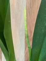 DOUBLE SPIKES - Oncidium Lost Tag (3.5” pot) - Image 4