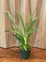 3-4 SPIKES - Miltoniopsis Maui Passion ‘Love Lace’ x William Hammel ‘Rising Sun’ (4” pot) - Image 2