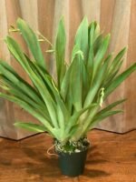 3-4 SPIKES - Miltoniopsis Maui Passion ‘Love Lace’ x William Hammel ‘Rising Sun’ (4” pot) - Image 6