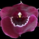 QUADRUPLE SPIKES - Miltoniopsis Pierre Langeron × Goodhope Bay ‘Lagima’ (4” pot)